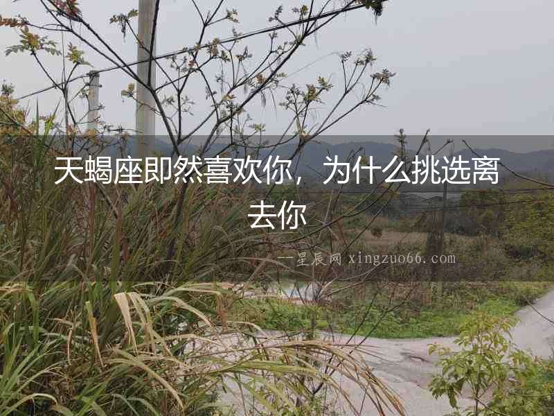 天蝎座即然喜歡你，為什么挑選離去你