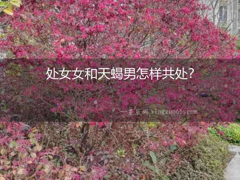 處女女和天蝎男怎樣共處？