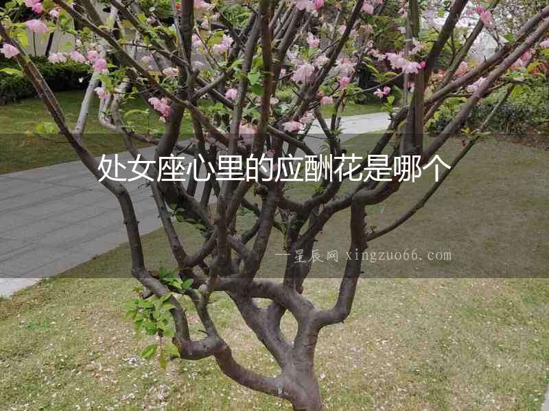 處女座心里的應酬花是哪個
