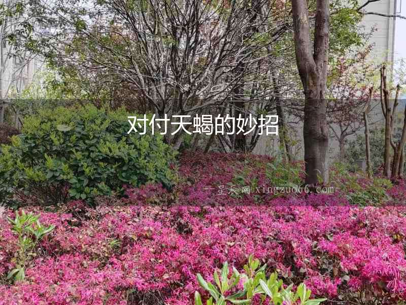 對付天蝎的妙招