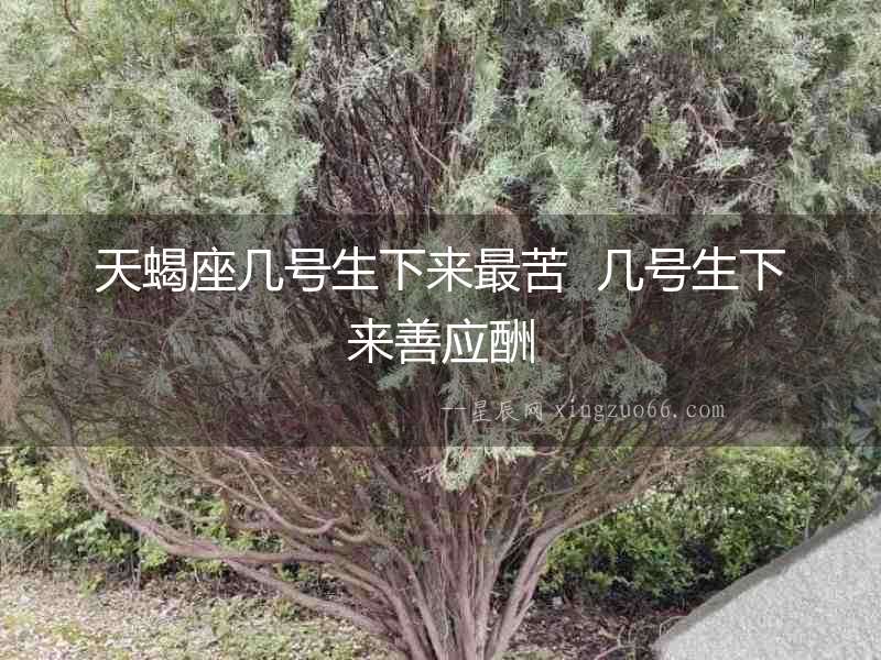 天蝎座幾號生下來最苦  幾號生下來善應酬