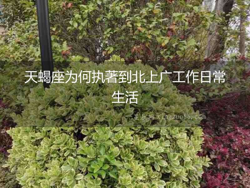 天蝎座為何執著到北上廣工作日常生活