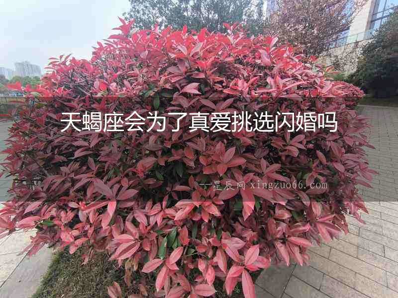 天蝎座會為了真愛挑選閃婚嗎