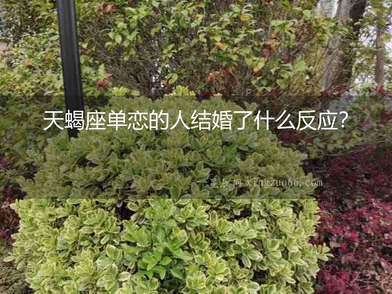 天蝎座單戀的人結婚了什么反應？
