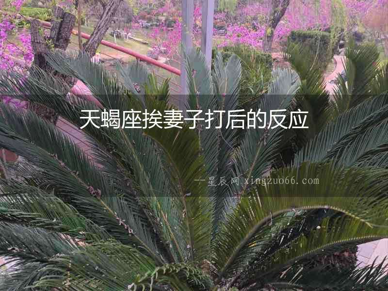 天蝎座挨妻子打后的反應