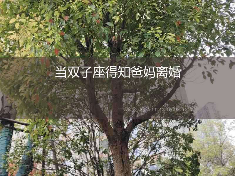 當雙子座得知爸媽離婚