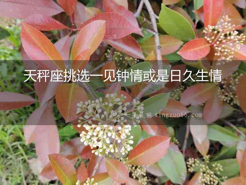 天秤座挑選一見鐘情或是日久生情