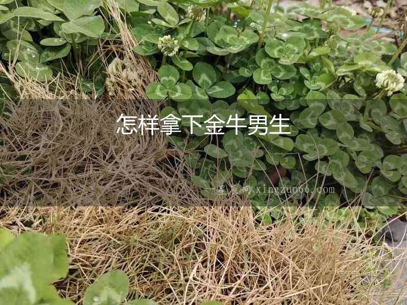 怎樣拿下金牛男生