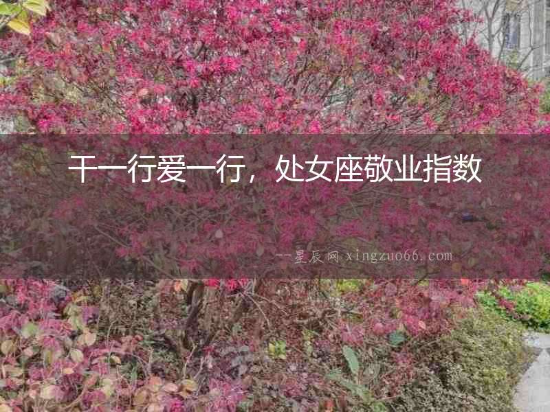 干一行愛一行，處女座敬業指數
