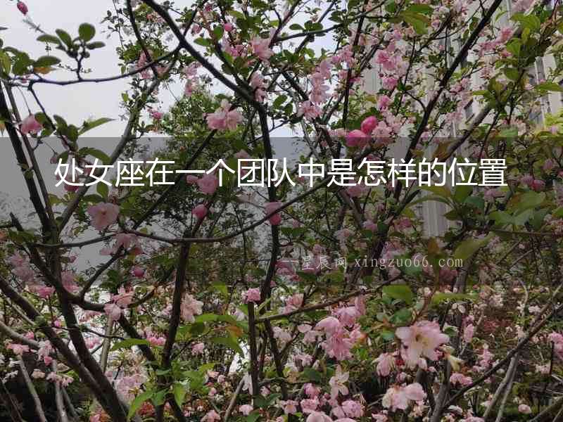 處女座在一個團隊中是怎樣的位置