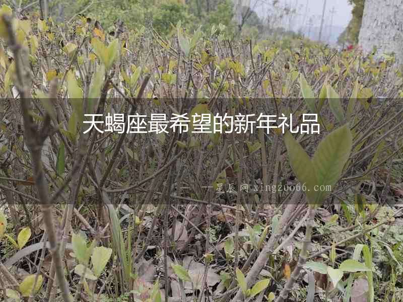 天蝎座最希望的新年禮品