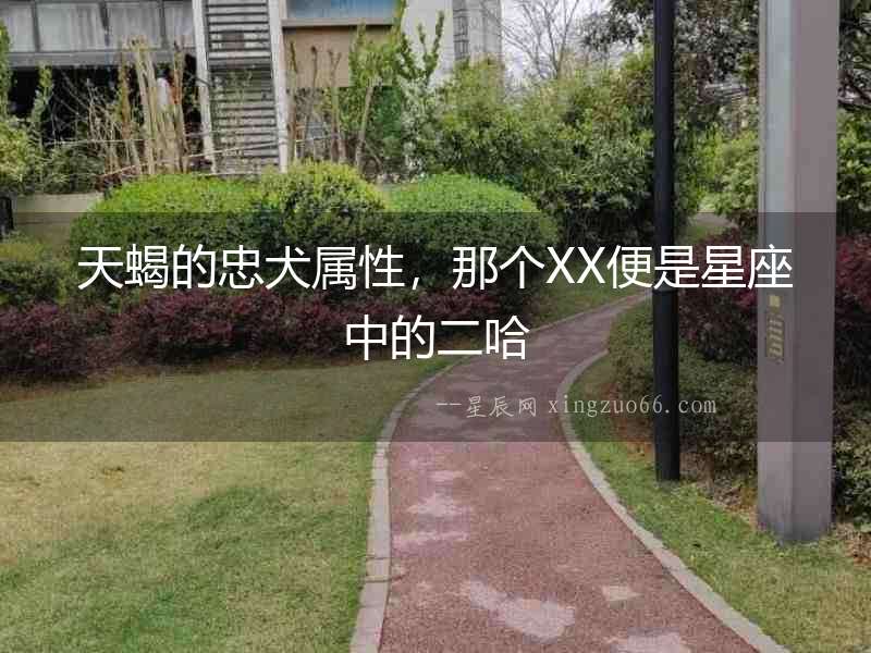 天蝎的忠犬屬性，那個XX便是星座中的二哈