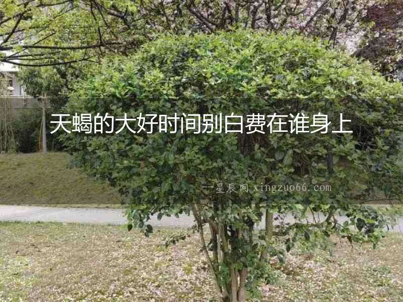 天蝎的大好時間別白費在誰身上