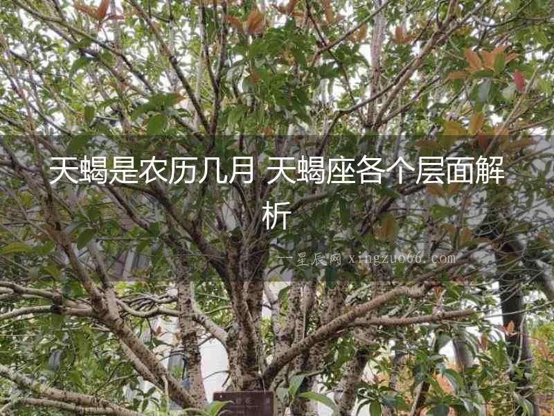 天蝎是農歷幾月 天蝎座各個層面解析
