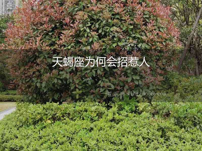 天蝎座為何會招惹人