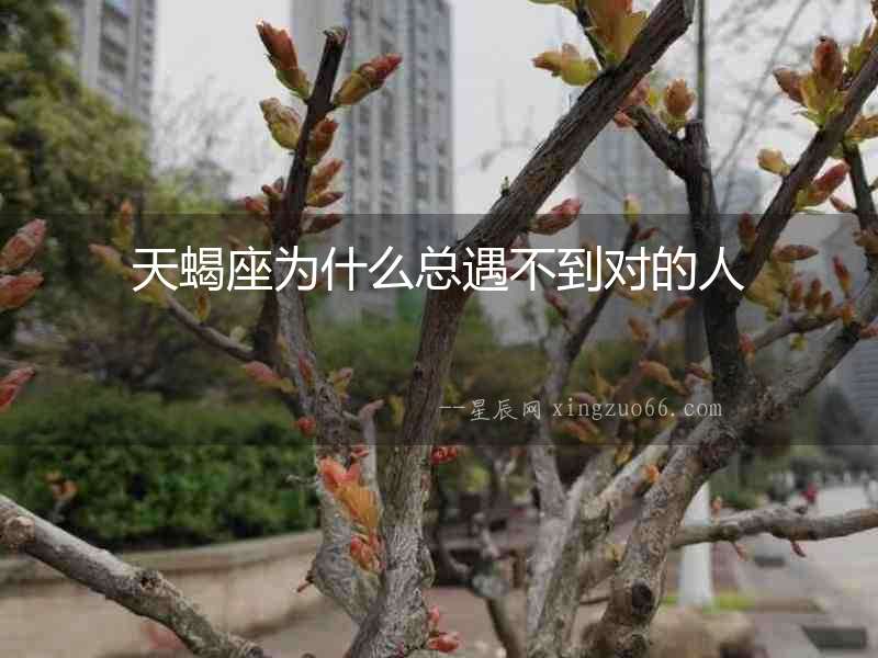 天蝎座為什么總遇不到對的人