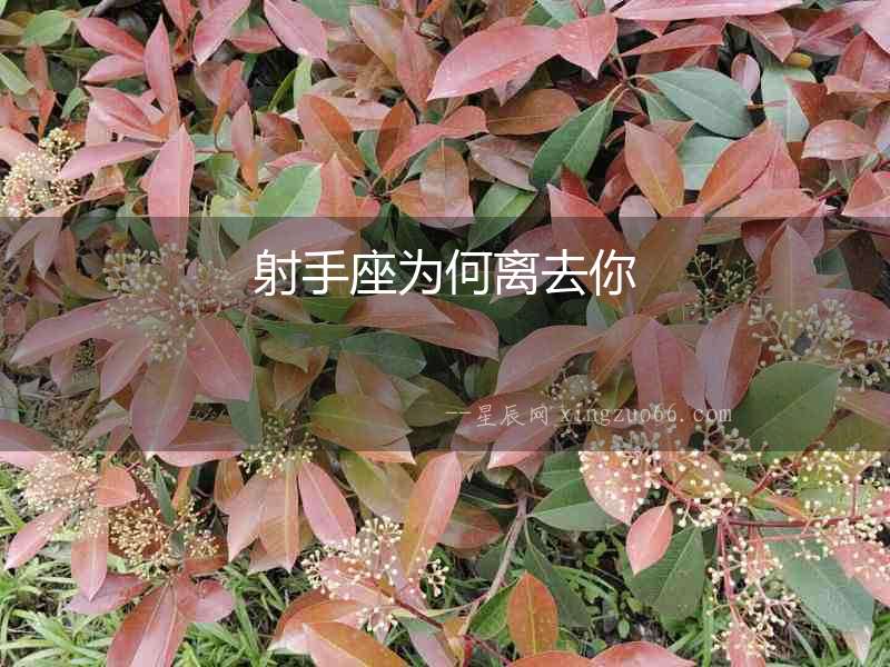 射手座為何離去你