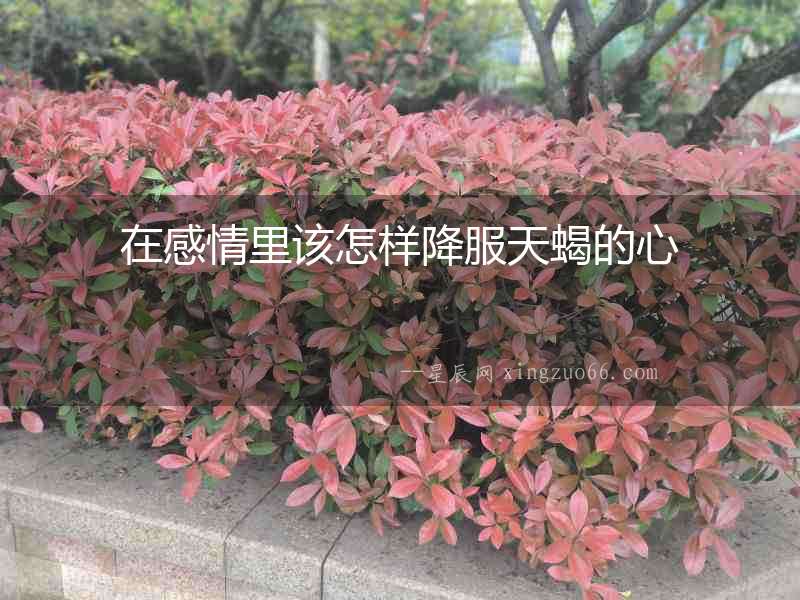 在感情里該怎樣降服天蝎的心