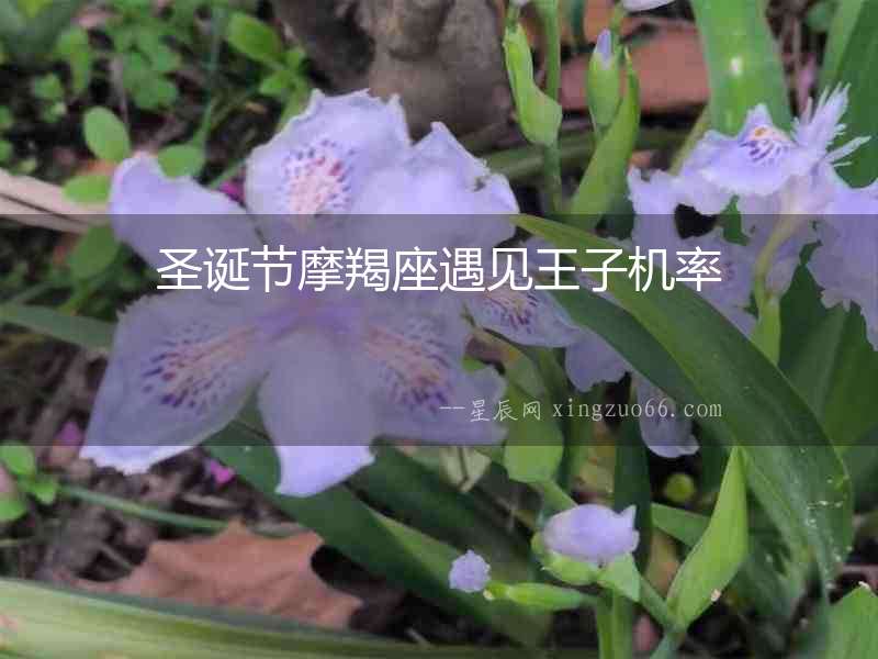 圣誕節(jié)摩羯座遇見王子機(jī)率