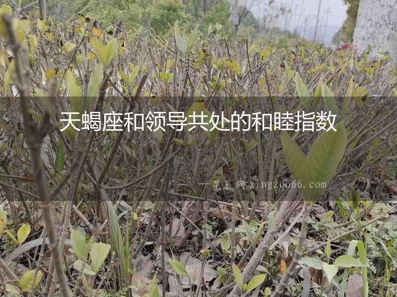 天蝎座和領導共處的和睦指數