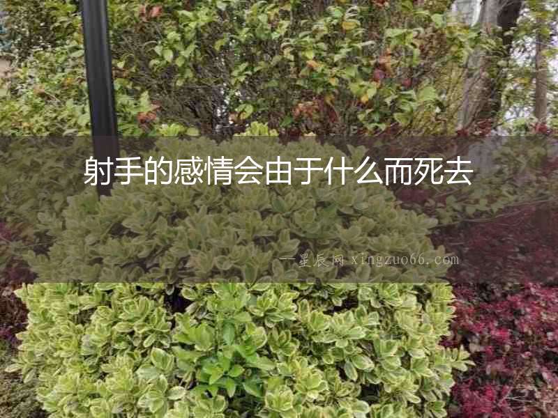 射手的感情會由于什么而死去