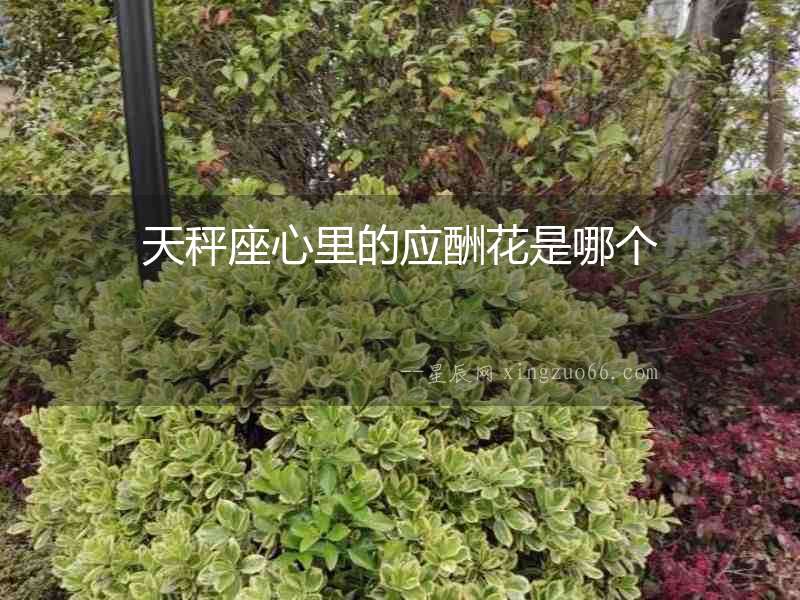 天秤座心里的應酬花是哪個