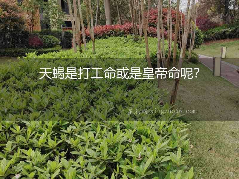 天蝎是打工命或是皇帝命呢？
