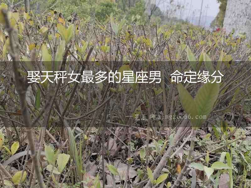 娶天秤女最多的星座男  命定緣分