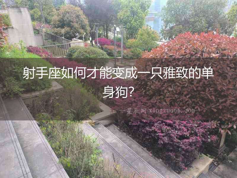 射手座如何才能變成一只雅致的單身狗？