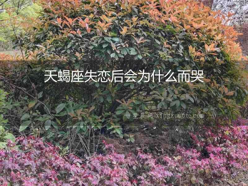 天蝎座失戀后會為什么而哭
