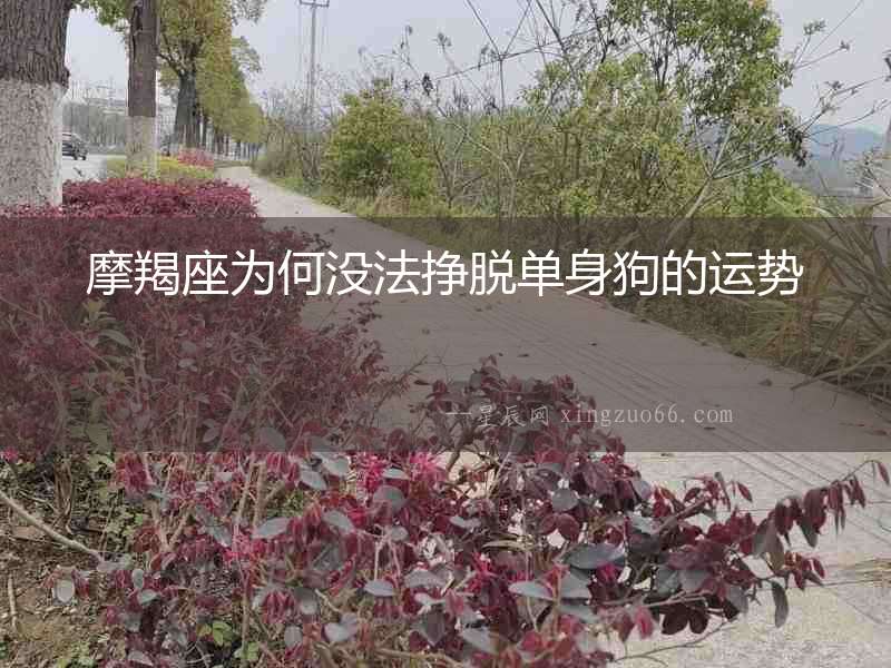 摩羯座為何沒法掙脫單身狗的運勢