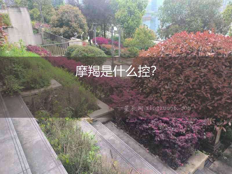 摩羯是什么控？