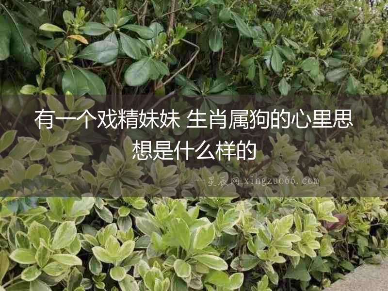 有一個戲精妹妹 生肖屬狗的心里思想是什么樣的