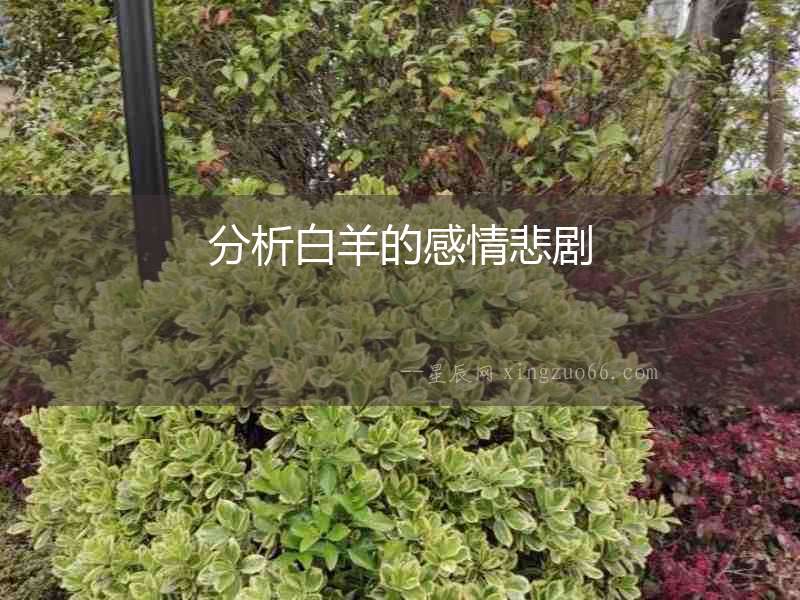 分析白羊的感情悲劇
