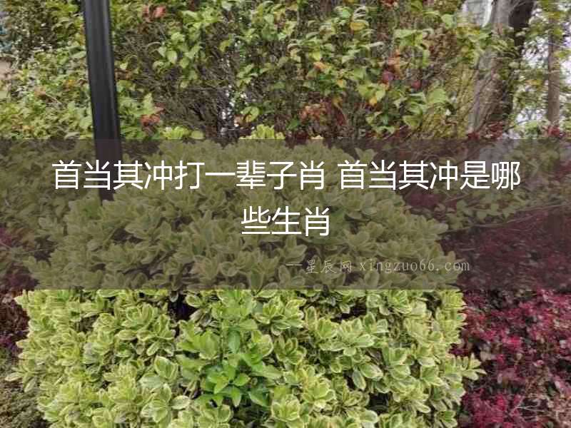 首當其沖打一輩子肖 首當其沖是哪些生肖