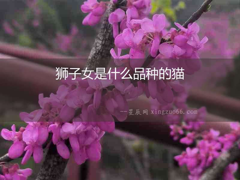 獅子女是什么品種的貓