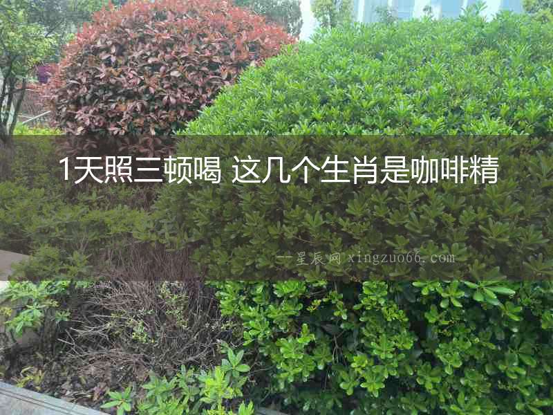 1天照三頓喝 這幾個生肖是咖啡精