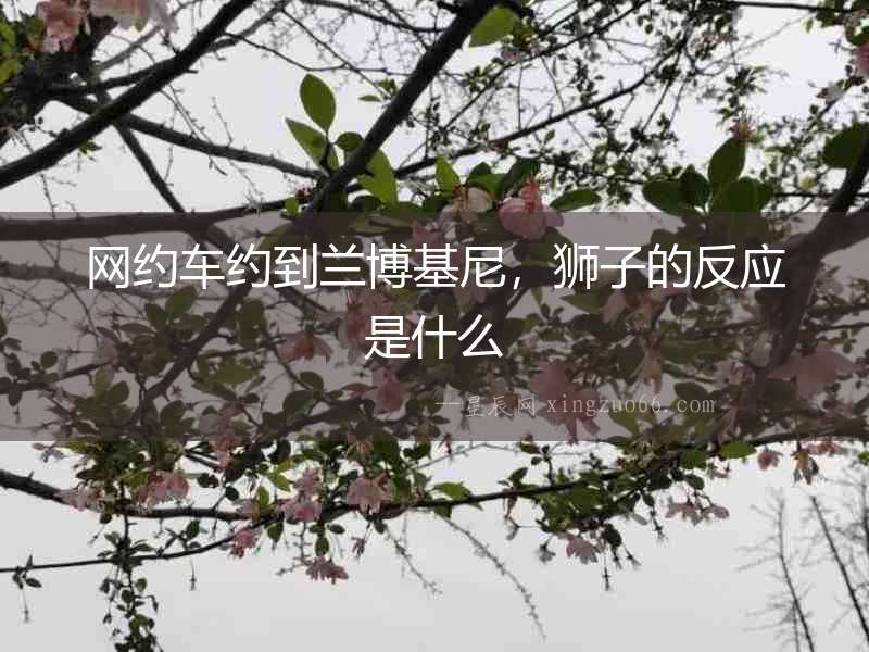 網(wǎng)約車約到蘭博基尼，獅子的反應(yīng)是什么