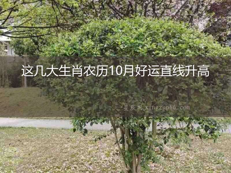 這幾大生肖農歷10月好運直線升高