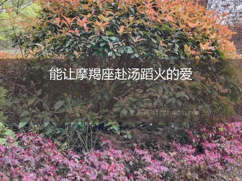 能讓摩羯座赴湯蹈火的愛