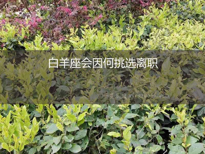 白羊座會因何挑選離職