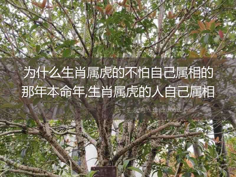 為什么生肖屬虎的不怕自己屬相的那年本命年,生肖屬虎的人自己屬相的那年本命年需注意