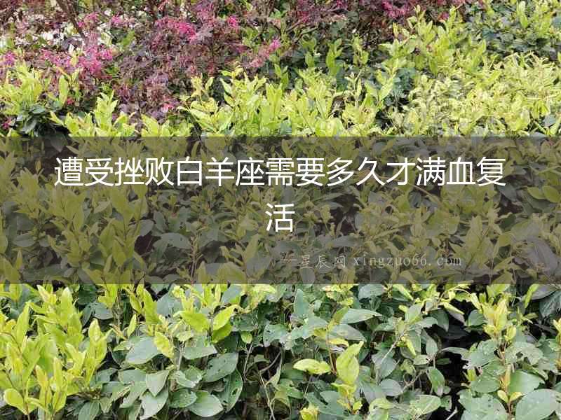 遭受挫敗白羊座需要多久才滿血復活