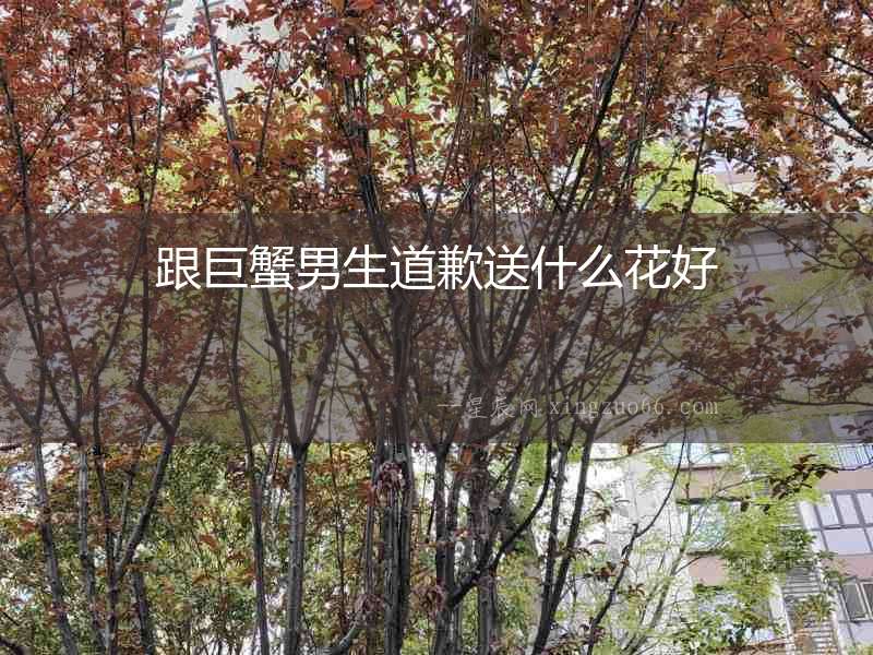 跟巨蟹男生道歉送什么花好