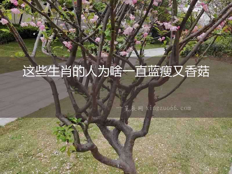 這些生肖的人為啥一直藍(lán)瘦又香菇