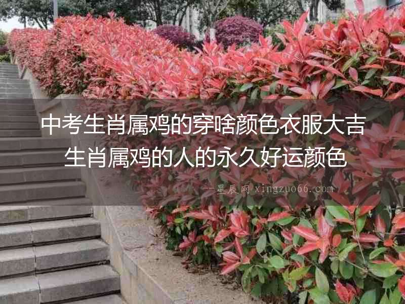 中考生肖屬雞的穿啥顏色衣服大吉 生肖屬雞的人的永久好運顏色