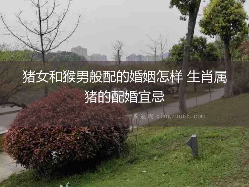 豬女和猴男般配的婚姻怎樣 生肖屬豬的配婚宜忌