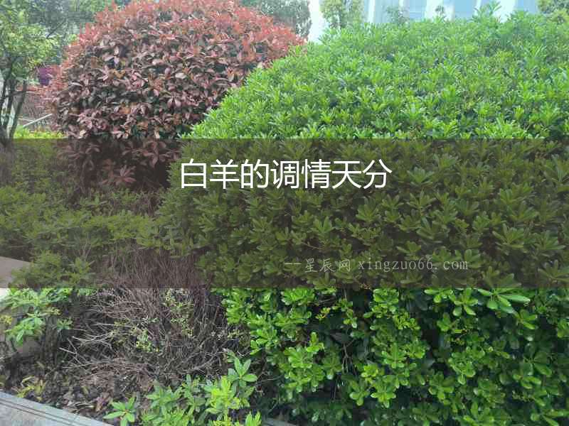 白羊的調情天分