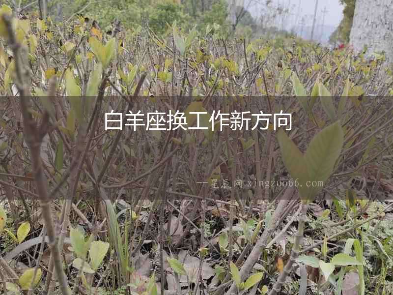 白羊座換工作新方向