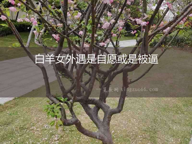 白羊女外遇是自愿或是被逼